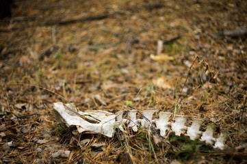Bones