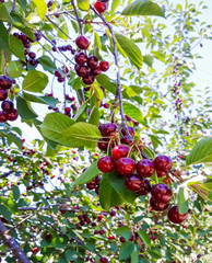 Red fresh bunch of cherries in garden. Berrys at farmers market, Ukraine. Fresh organic fruit.