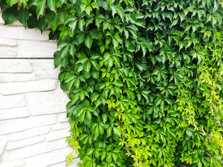 Leaves of ivy covering the wall. Stone wall with ivy for background or texture.