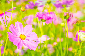 Cosmos flowers blooming in the garden, Cosmos flower field with blurred background for copy space