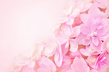Obraz premium Summer blossoming hydrangea, flower bokeh background, pastel and soft floral card, selective focus 