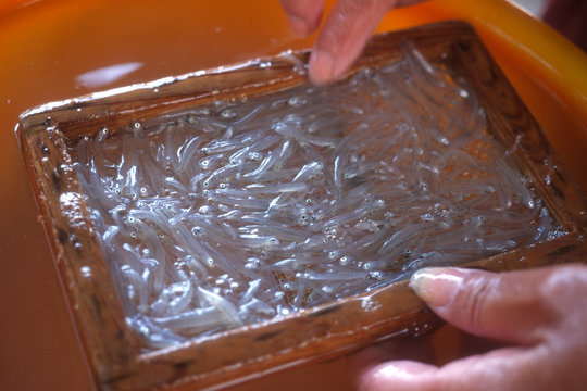 生しらすを木枠の網にすくう