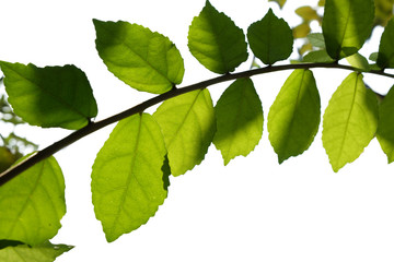 green tree branch isolated on white, nature frame