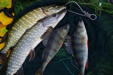 Two pikes and two perches caught on spinning