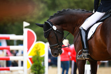 Horse dressage with rider in the tournament, on long reins with lowered head and eyes closed..