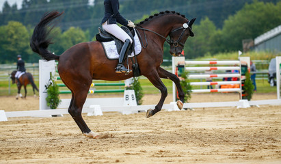 Horse dressage with rider in the dressage quadrangle, photographed from the side in a gallop...