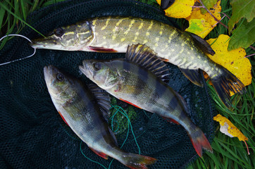  Pike and two river perch caught on spinning