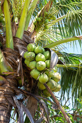 Fototapeta premium Coconut tree with coconut fruit