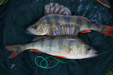 Two river perch caught on spinning