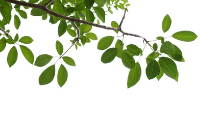 Foto op Plexiglas green tree branch isolated © watink