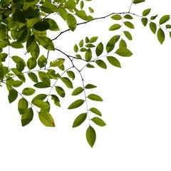Fototapeta na wymiar green tree branch isolated
