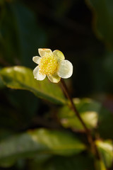 Obraz premium tea flower in sunlight