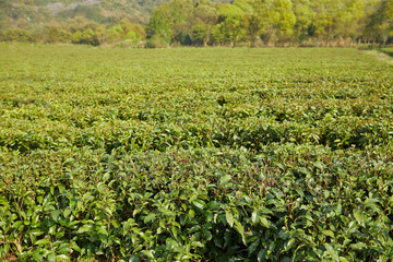 Fototapeta na wymiar green tea garden