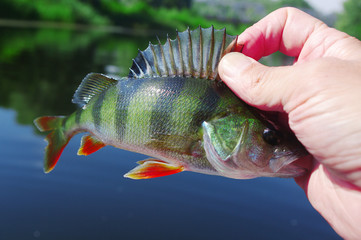 River perch in the hand of the angler on the background of the river