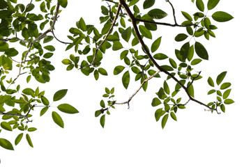 Obraz premium green tree branch isolated