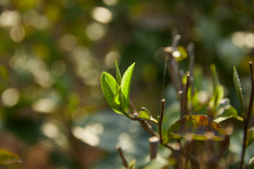 green fresh tea leaf 