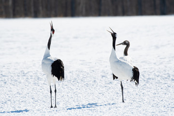 Red-crowned cranes whooping, Tsurui village, Hokkaido, Japan