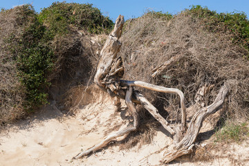 Tronco di legno sulla sabbia