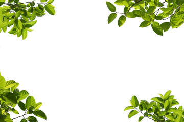 green tree branch isolated