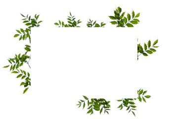 Green leaf frame isolated