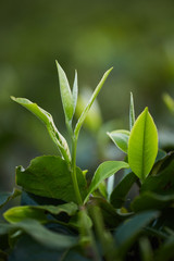 Obraz premium green fresh tea leaf 