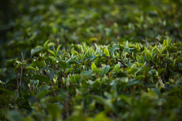 green tea garden background