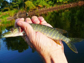 Pike in the hand of a fisherman on the background of the river
