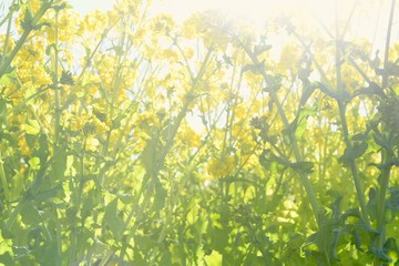 Rape blossoms