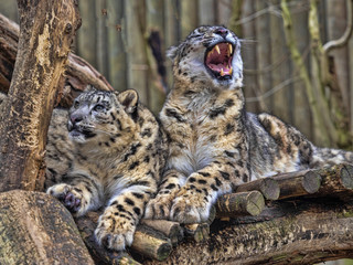 Female Snow leopard, Uncia ounce, with subadult chick