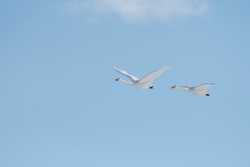 Whooper swans flying, Kushiro city, Hokkaido, Japan
