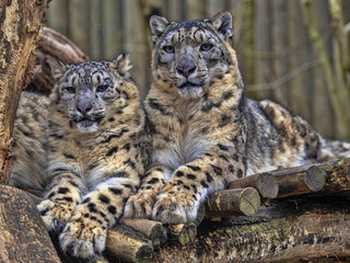 Female Snow leopard, Uncia ounce, with subadult chick