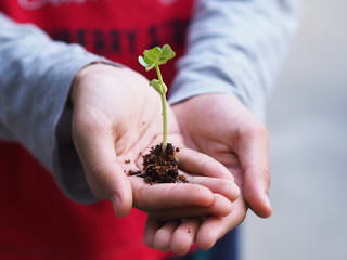 Hand holding small plant. 