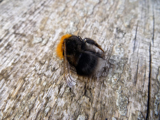 Bumblebee, Macro of dead Bumblebee. Dried dead insect bumblebee on wooden board desk background. 