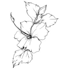 Vector Hibiscus floral botanical flower. Black and white engraved ink art. Isolated hibiscus illustration element.