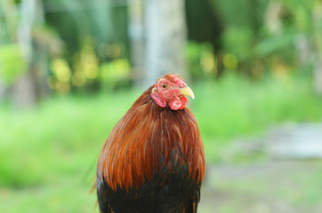 Front view of a red and black rooster photo
