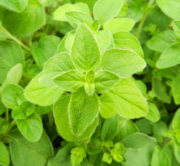 Oregano bright green furry new leaves (Origanum vulgare). Fresh oregano growing in the herb garden. Cuisine herbs.