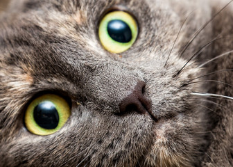 Green eyed feline