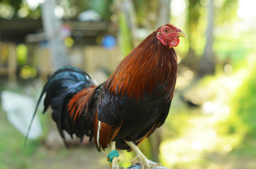 Red and black cock photo