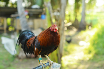 Standing rooster photo