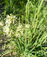 Blooming grass on green meadow.  Allergy concept - grass flowers.    