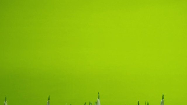 4K timelapse many violet crocus growing on green background