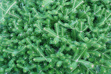 Branches of decorative pine. Backgrounds, textures.