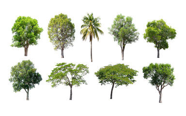 Isolated trees on white background.