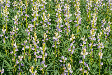 lupinus flowering plants