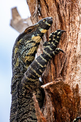 Fototapeta premium goanna in a atree