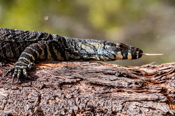 goanna tongue