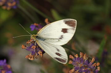 Pieris mannii (MAYER, 1851) Karstweißling, Weibchen DE, NRW, Leverkusen 16.09.2016