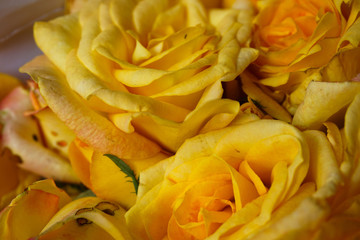 yellow orange rose flower close up photo take in indonesia