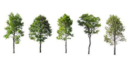 Obraz premium Isolated trees on white background.