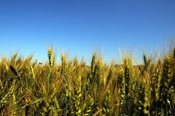 wheat field